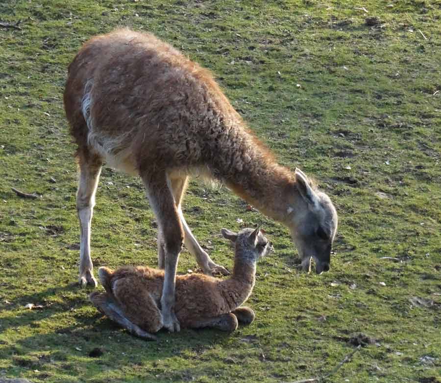 Guanako-Jungtier am Tag der Geburt im Zoologischen Garten Wuppertal am 16. März 2015