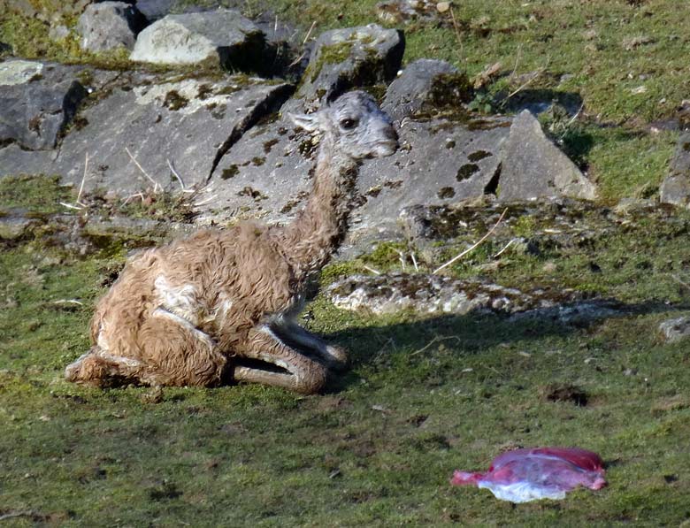 Guanako-Jungtier mit Nachgeburt am 17. März 2016 im Grünen Zoo Wuppertal