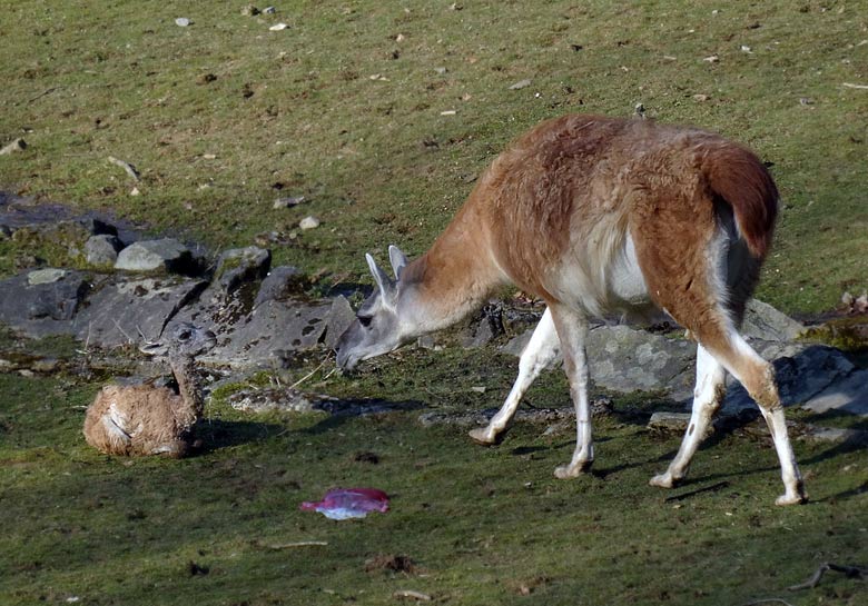 Guanako-Jungtier am 17. März 2016 im Wuppertaler Zoo