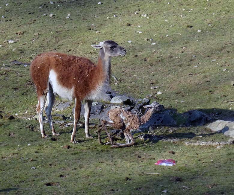 Guanako-Jungtier am 17. März 2016 im Zoologischen Garten der Stadt Wuppertal