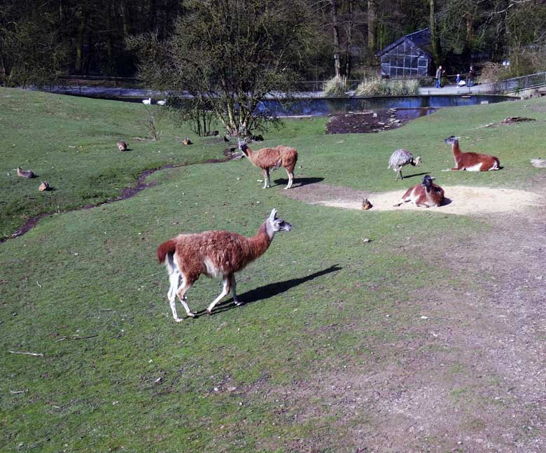 Guanakos im April 2016 auf der Patagonienanlage im Zoologischen Garten der Stadt Wuppertal