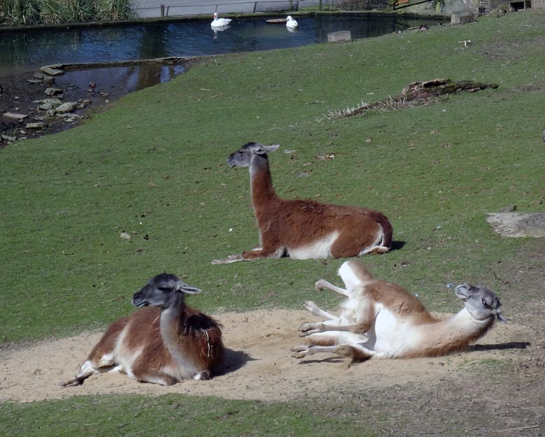 Guanakos im April 2016 auf der Patagonienanlage im Wuppertaler Zoo