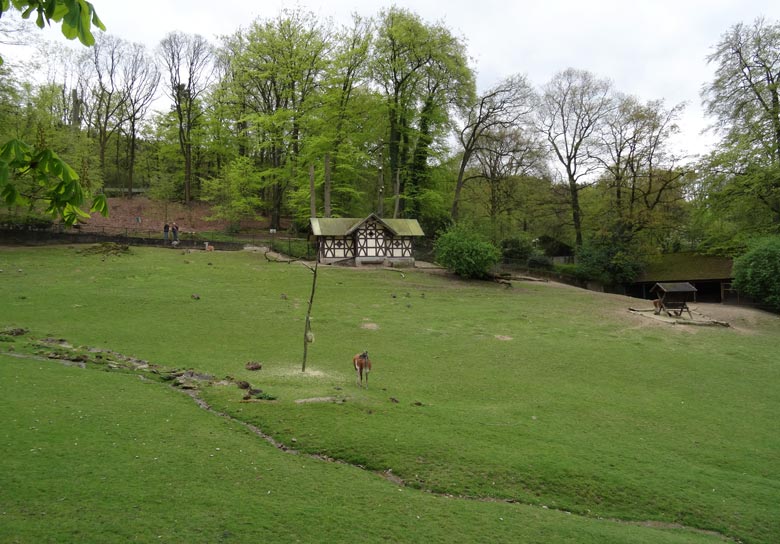 Guanako auf der Patagonienanlage im April 2016 im Grünen Zoo Wuppertal