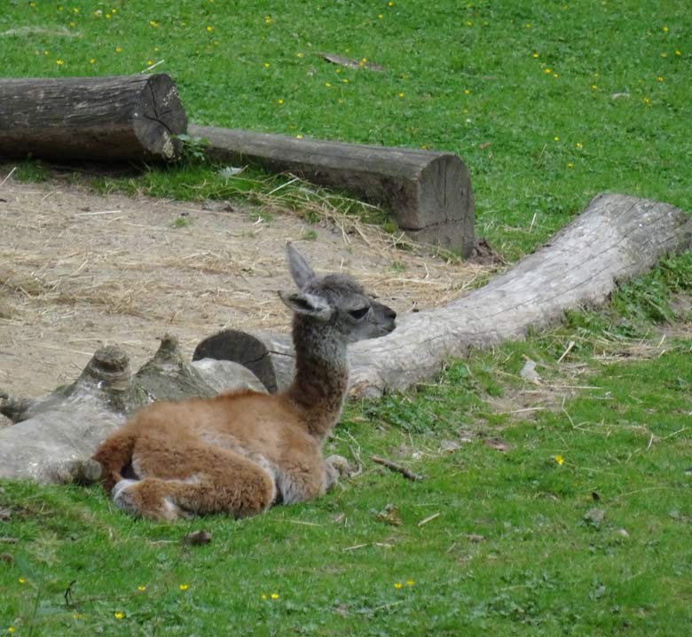 Guanako Jungtier am 19. August 2016 auf der Patagonienanlage im Wuppertaler Zoo