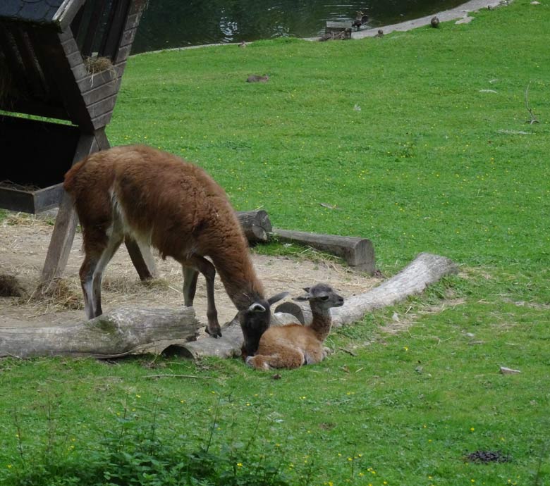 Guanako Jungtier am 19. August 2016 auf der Patagonienanlage im Zoologischen Garten der Stadt Wuppertal