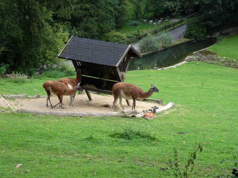 Guanako Jungtier am 19. August 2016 auf der Patagonienanlage im Grünen Zoo Wuppertal