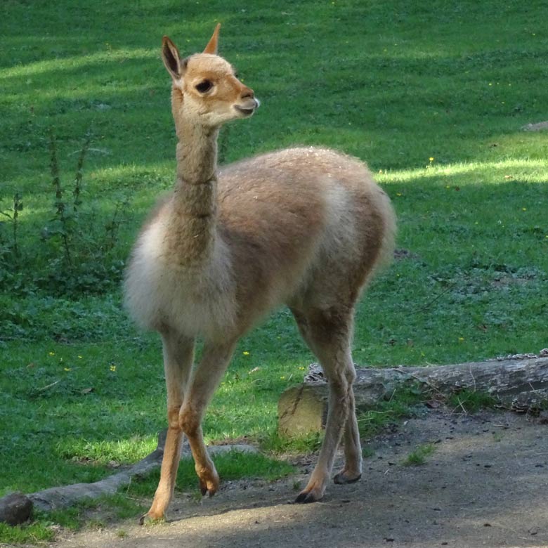 Vikunja Weibchen am 13. September 2016 auf der Patagonien-Anlage im Zoologischen Garten der Stadt Wuppertal