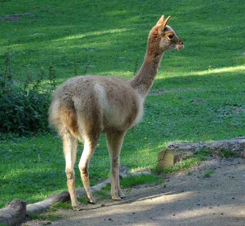 Vikunja am 13. September 2016 auf der Patagonien-Anlage im Zoo Wuppertal