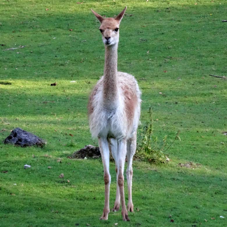 Neues Vikunja am 5. Oktober 2016 auf der Patagonien-Anlage im Grünen Zoo Wuppertal