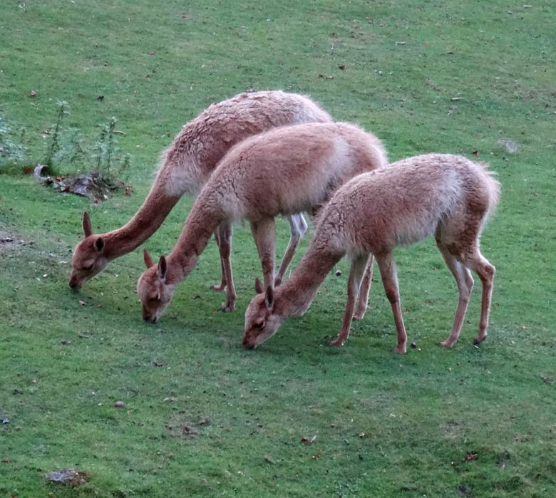 Drei Vikunjas am 5. Oktober 2016 auf der Patagonien-Anlage im Wuppertaler Zoo