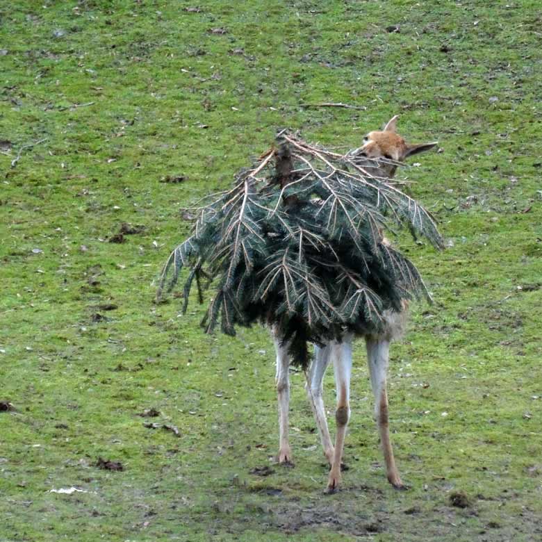 FOTO-SPIELEREI: Nadelbaum auf vier Beinen am 4. Februar 2017 auf der Patagonien-Anlage im Wuppertaler Zoo