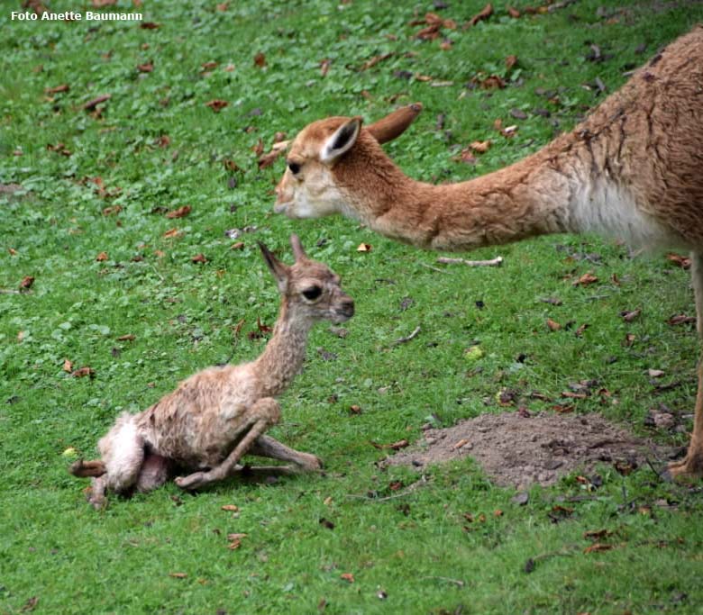 Vikunja-Jungtier in seiner ersten Lebensstunde am 4. August 2017 auf der Patagonien-Anlage im Zoo Wuppertal (Foto Anette Baumann)