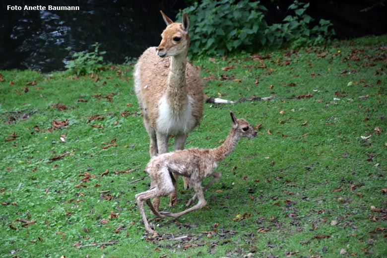 Vikunja-Jungtier am 4. August 2017 in der Stunde nach seiner Geburt auf der Patagonien-Anlage im Zoologischen Garten der Stadt Wuppertal (Foto Anette Baumann)