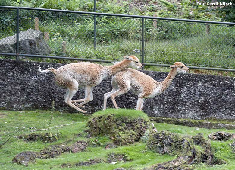 Vikunja-Hengst und Vikunja-Stute am 4. August 2017 auf der Patagonien-Anlage im Grünen Zoo Wuppertal (Foto Gerrit Nitsch)