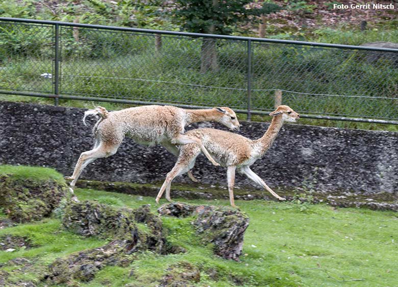 Vikunja-Hengst mit Vikunja-Stute am 4. August 2017 auf der Patagonien-Anlage im Wuppertaler Zoo (Foto Gerrit Nitsch)