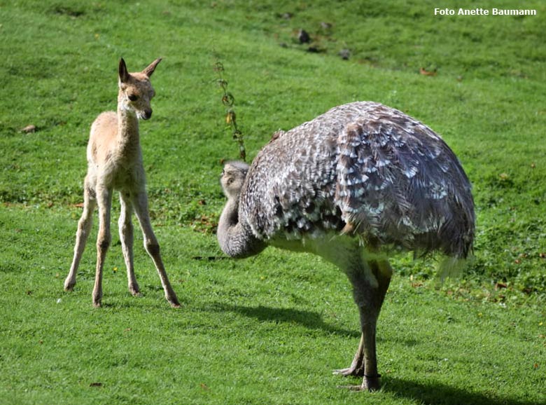 Begegnung des doch recht unerschrockenen (oder auch nur 
unerfahrenen) Vikunja-Jungtiers mit einem Darwin-Nandu am 6. August 2017 auf der Patagonien-Anlage im Grünen Zoo Wuppertal (Foto Anette Baumann)