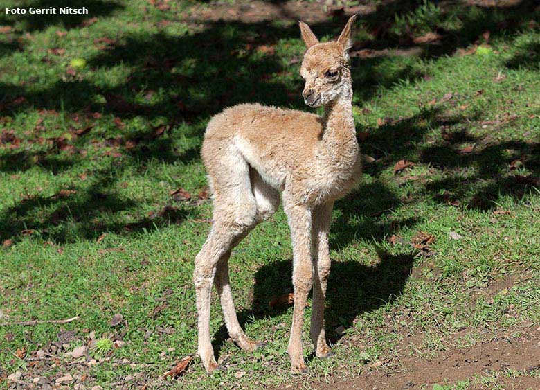 Vikunja-Jungtier am 6. August 2017 auf der Patagonien-Anlage im Grünen Zoo Wuppertal (Foto Gerrit Nitsch)