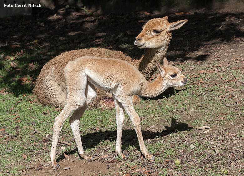 Vikunja-Jungtier vor der liegenden Vikunja-Mutter am 6. August 2017 auf der Patagonien-Anlage im Zoo Wuppertal (Foto Gerrit Nitsch)