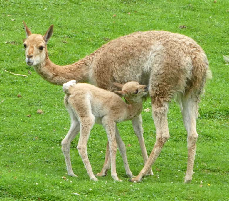 Vikunja-Mutter mit Vikunja-Jungtier am 9. August 2017 auf der Patagonienanlage im Zoo Wuppertal