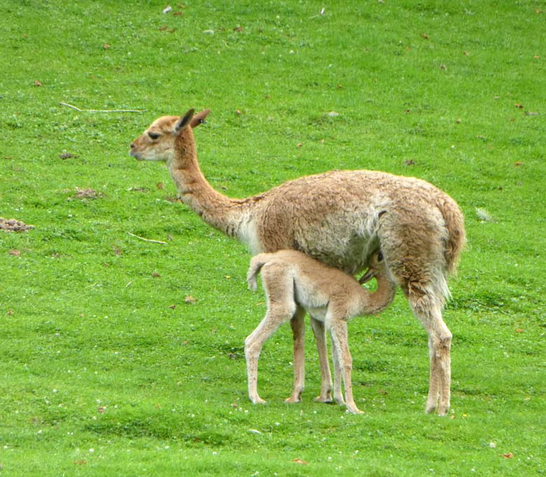 Säugendes Vikunja-Jungtier am 9. August 2017 auf der Patagonienanlage im Wuppertaler Zoo