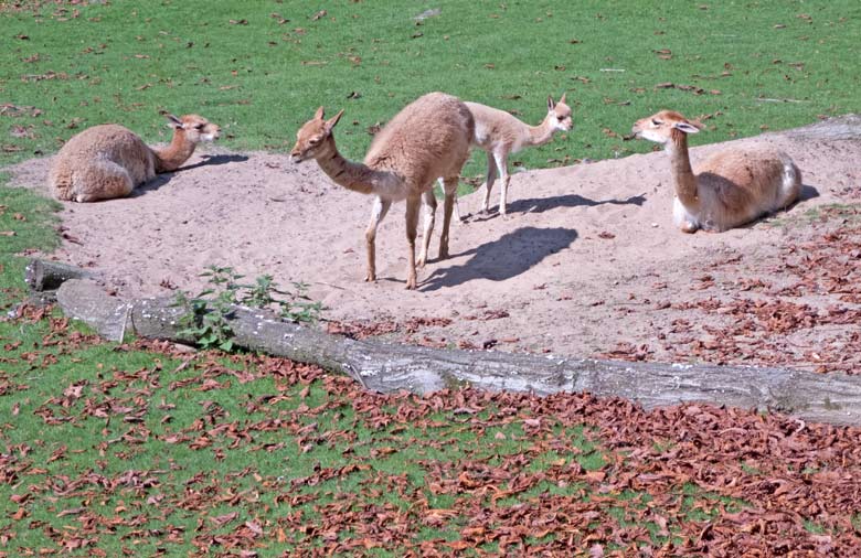 Vier Vikunjas am 28. August 2017 auf der Patagonienanlage im Grünen Zoo Wuppertal