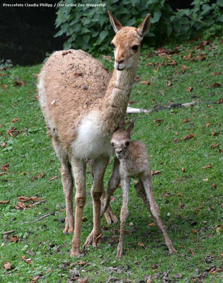 Vikunja-Mutter mit Jungtier am 4. August 2017 auf der Patagonienanlage im Grünen Zoo Wuppertal (Pressefoto Claudia Philipp / Der Grüne Zoo Wuppertal)