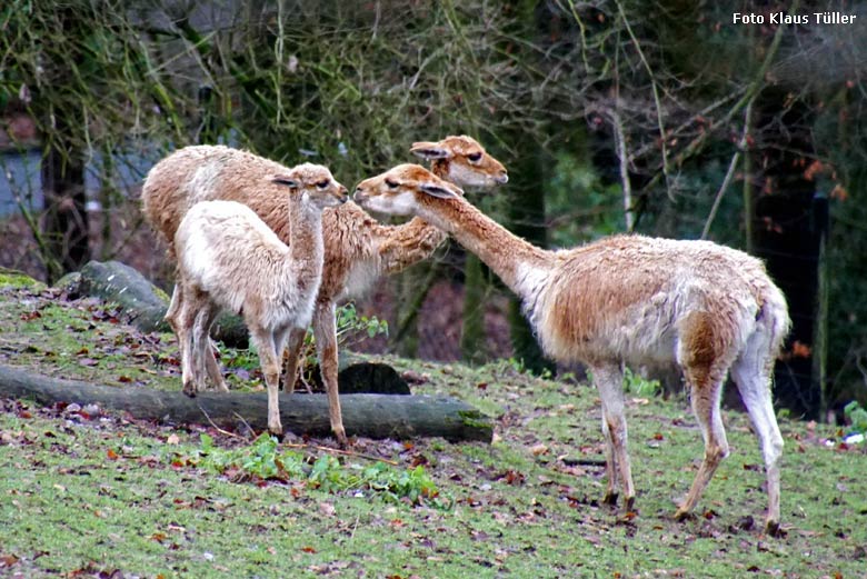 Vikunjas am 16. Dezember 2017 auf der Patagonien-Anlage im Grünen Zoo Wuppertal (Foto Klaus Tüller)