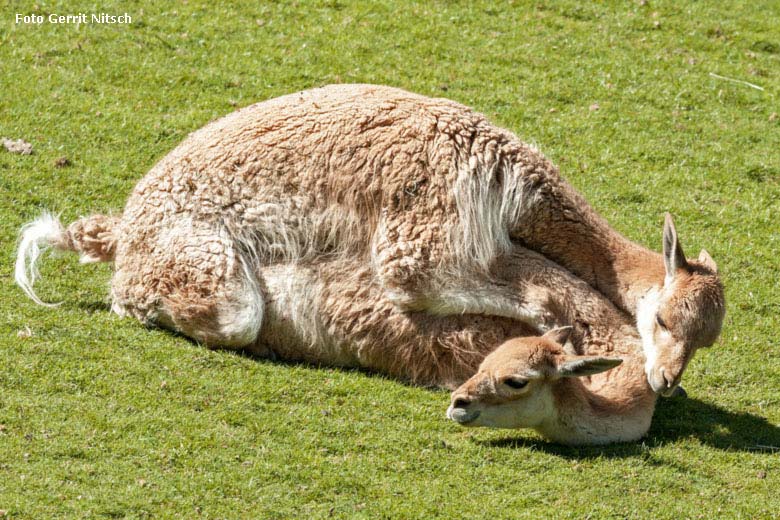 Paarende Vikunjas am 8. Mai 2018 auf der Patagonien-Anlage im Wuppertaler Zoo (Foto Gerrit Nitsch)