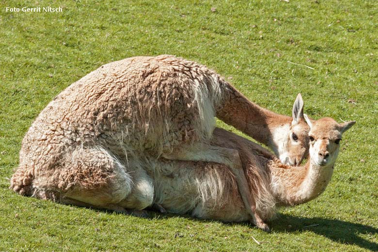 Paarende Vikunjas am 8. Mai 2018 auf der Patagonien-Anlage im Zoologischen Garten Wuppertal (Foto Gerrit Nitsch)