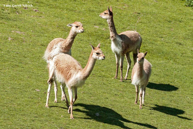 Paarende Vikunjas am 8. Mai 2018 auf der Patagonien-Anlage im Grünen Zoo Wuppertal (Foto Gerrit Nitsch)