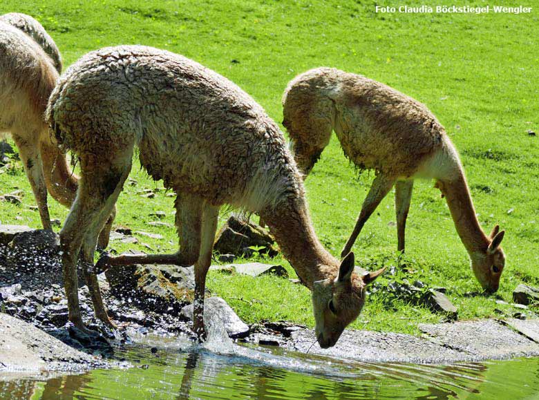 Vikunjas am Wasser am 26. Mai 2018 im Grünen Zoo Wuppertal (Foto Claudia Böckstiegel-Wengler)