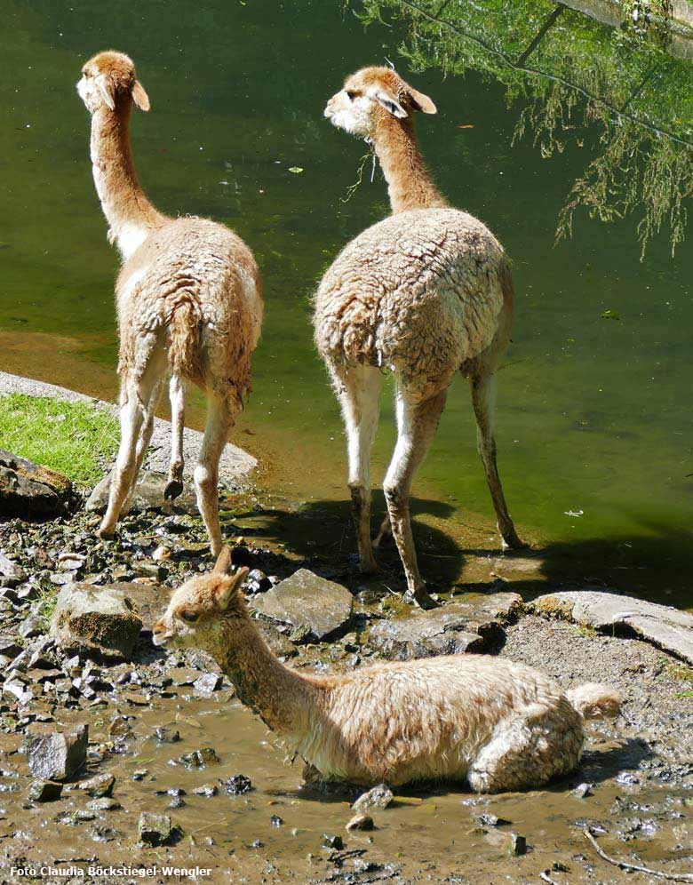 Vikunjas am Wasser am 26. Mai 2018 im Zoologischen Garten Wuppertal (Foto Claudia Böckstiegel-Wengler)