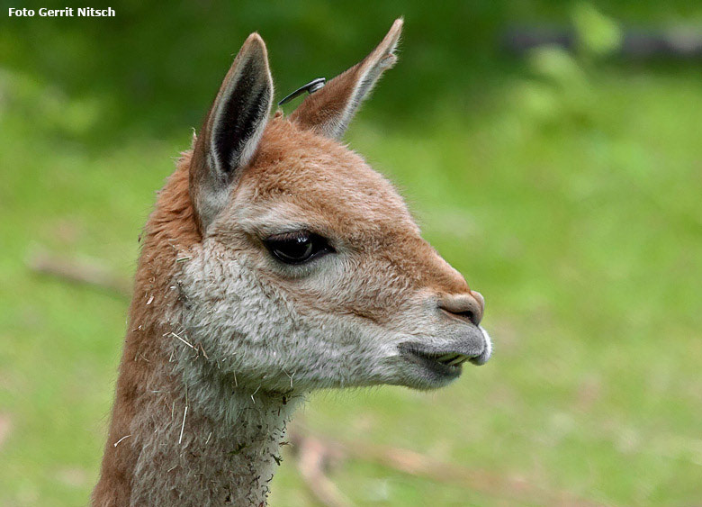 Vikunja am 7. Juni 2018 auf der Patagonienanlage im Zoologischen Garten Wuppertal (Foto Gerrit Nitsch)