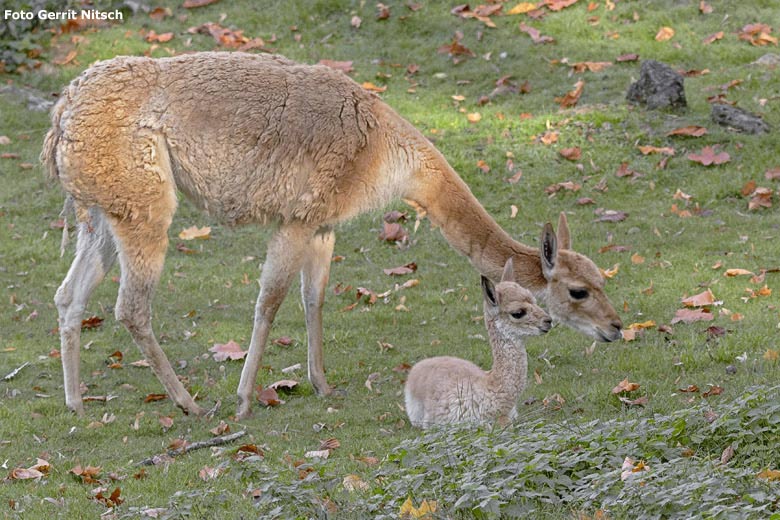 Vikunja mit Jungtier am 17. Oktober 2018 auf der Patagonien-Anlage im Grünen Zoo Wuppertal (Foto Gerrit Nitsch)