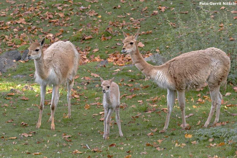 Vikunjas mit Jungtier am 17. Oktober 2018 auf der Patagonien-Anlage im Zoologischen Garten Wuppertal (Foto Gerrit Nitsch)