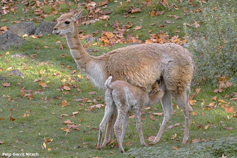 Vikunja mit Jungtier am 17. Oktober 2018 auf der Patagonien-Anlage im Grünen Zoo Wuppertal (Foto Gerrit Nitsch)