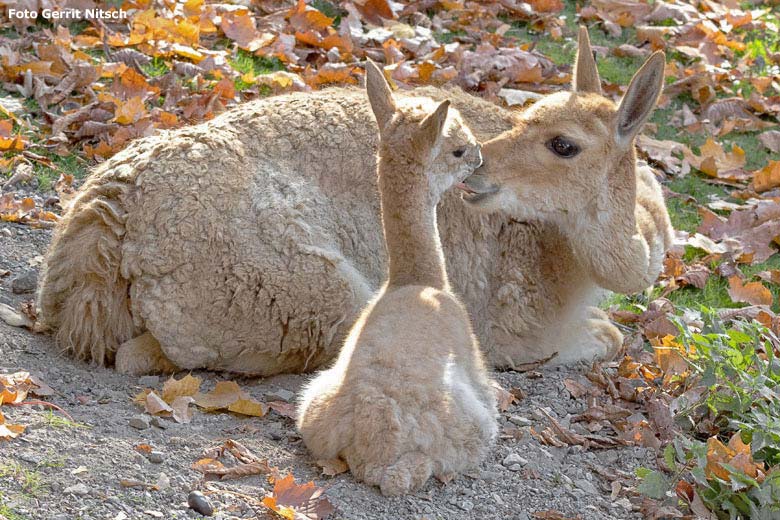 Vikunja mit Jungtier am 17. Oktober 2018 auf der Patagonien-Anlage im Wuppertaler Zoo (Foto Gerrit Nitsch)