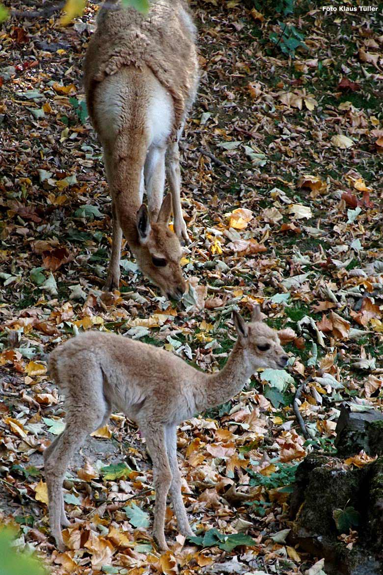 Vikunja mit Jungtier am 17. Oktober 2018 auf der Patagonien-Anlage im Grünen Zoo Wuppertal (Foto Klaus Tüller)