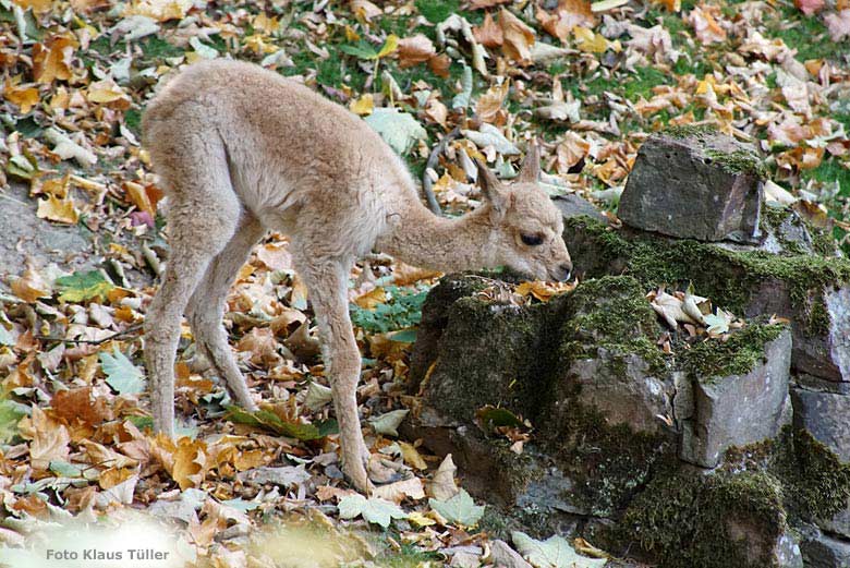 Vikunja-Jungtier am 17. Oktober 2018 auf der Patagonien-Anlage im Wuppertaler Zoo (Foto Klaus Tüller)