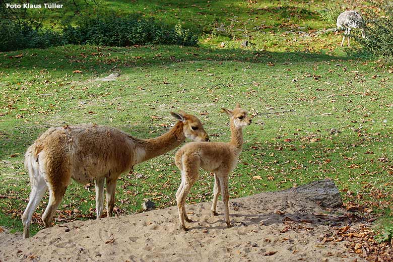 Vikunja mit Jungtier am 20. Oktober 2018 auf der Patagonien-Anlage im Grünen Zoo Wuppertal (Foto Klaus Tüller)