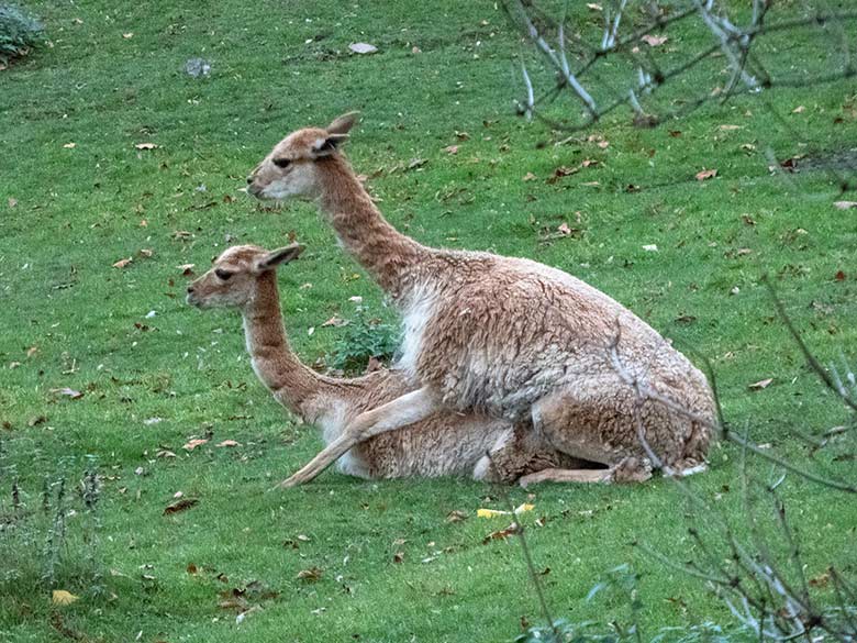 Vikunja-Paarung am 2. November 2018 auf der Patagonien-Anlage im Wuppertaler Zoo