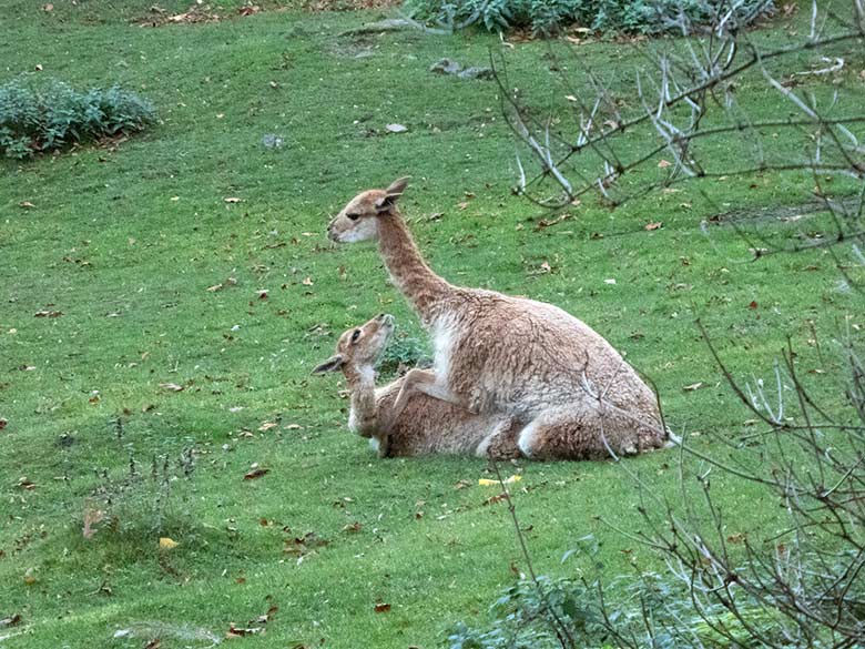 Vikunja-Paarung am 2. November 2018 auf der Patagonien-Anlage im Zoologischen Garten der Stadt Wuppertal