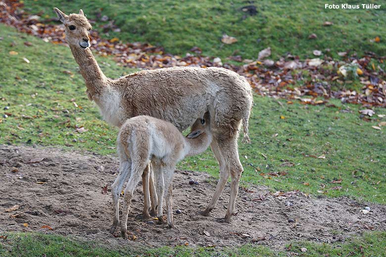 Vikunja-Weibchen mit saugendem Jungtier am 14. November 2018 auf der Patagonien-Anlage im Grünen Zoo Wuppertal (Foto Klaus Tüller)