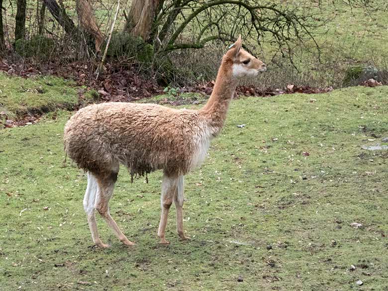 Vikunja Hengst am 30. Dezember 2018 auf der Patagonien-Anlage im Wuppertaler Zoo