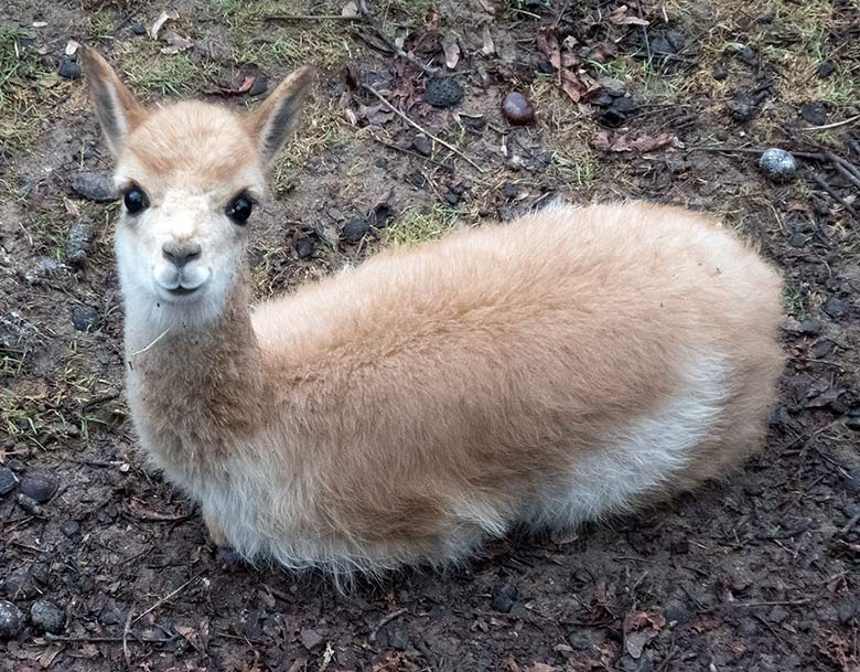 Vikunja Jungtier am 30. Dezember 2018 auf der Patagonien-Anlage im Zoologischen Garten Wuppertal