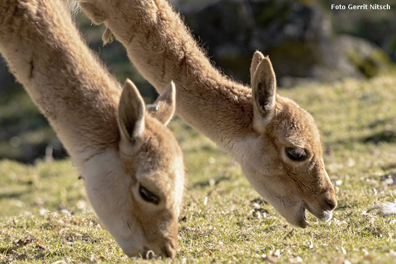 Vikunjas am 27. Februar 2019 auf der Patagonien-Anlage im Wuppertaler Zoo (Foto Gerrit Nitsch)