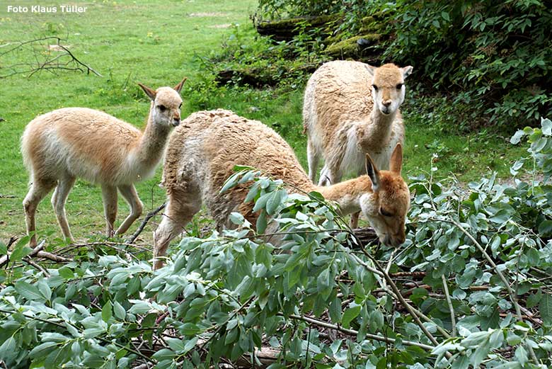 Vikunjas am 8. Juli 2019 auf der Patagonien-Anlage im Grünen Zoo Wuppertal (Foto Klaus Tüller)