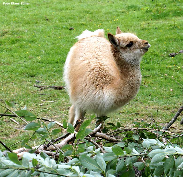 Vikunja am 8. Juli 2019 auf der Patagonien-Anlage im Zoo Wuppertal (Foto Klaus Tüller)