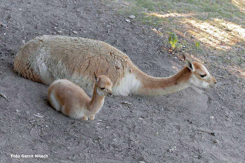 Vikunja mit Jungtier am 23. Juli 2019 auf der Patagonien-Anlage im Wuppertaler Zoo (Foto Gerrit Nitsch)