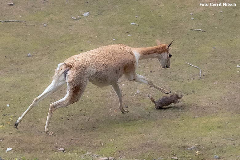 Vikunja und Schwarzschwanz-Präriehund am 27. Juli 2019 auf der Patagonien-Anlage im Grünen Zoo Wuppertal (Foto Gerrit Nitsch)